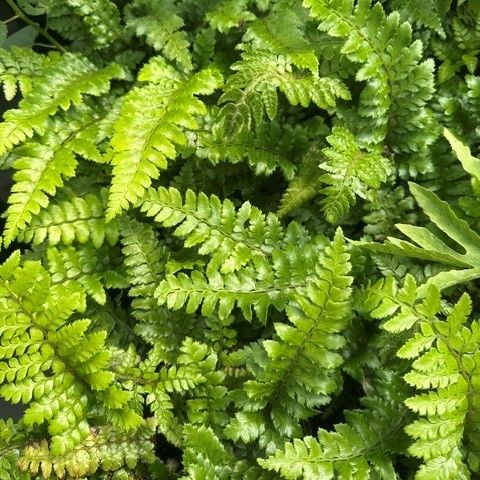 Thelypteris decursive-pinnata Japanese Beech Fern Image Credit: Millgrove Perennials