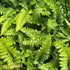 Thelypteris decursive-pinnata Japanese Beech Fern Image Credit: Millgrove Perennials