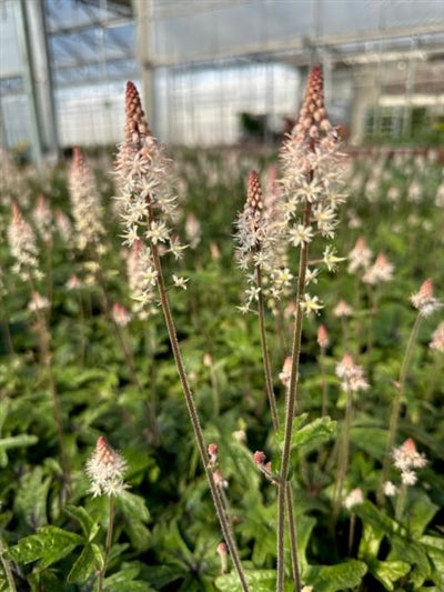 Tiarella Spring Symphony Foam Flower Image Credit: Millgrove Perennials