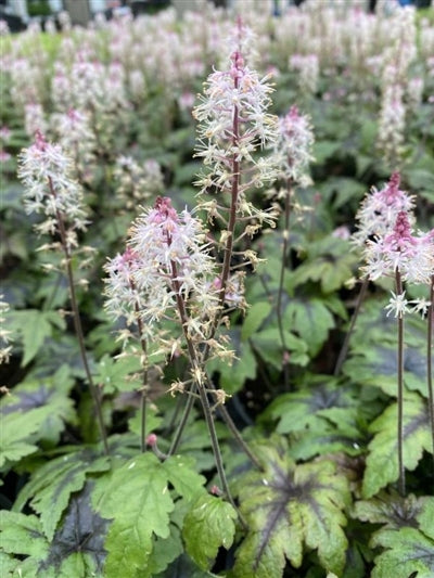 Tiarella Sugar and Spice Foam Flower Image Credit: Millgrove Perennials