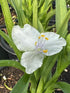 Tradescantia Innocence Spiderwort Image Credit: Millgrove Perennials