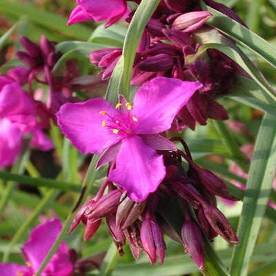 Tradescantia Red Grape Spiderwort Image Credit: Millgrove Perennials