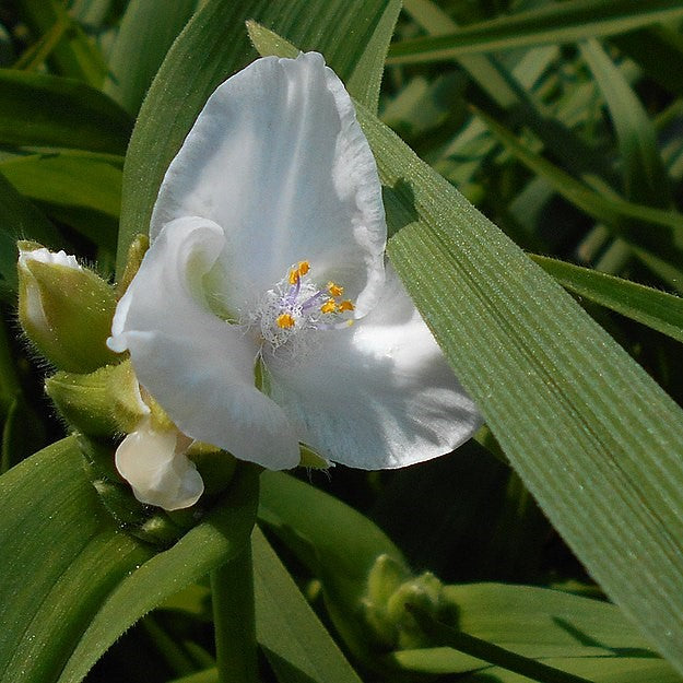 Tradescantia andersoniana Innocence Spiderwort Image Credit:  Cropped. Salicyna, CC BY-SA 4.0 <https://creativecommons.org/licenses/by-sa/4.0>, via Wikimedia Commons