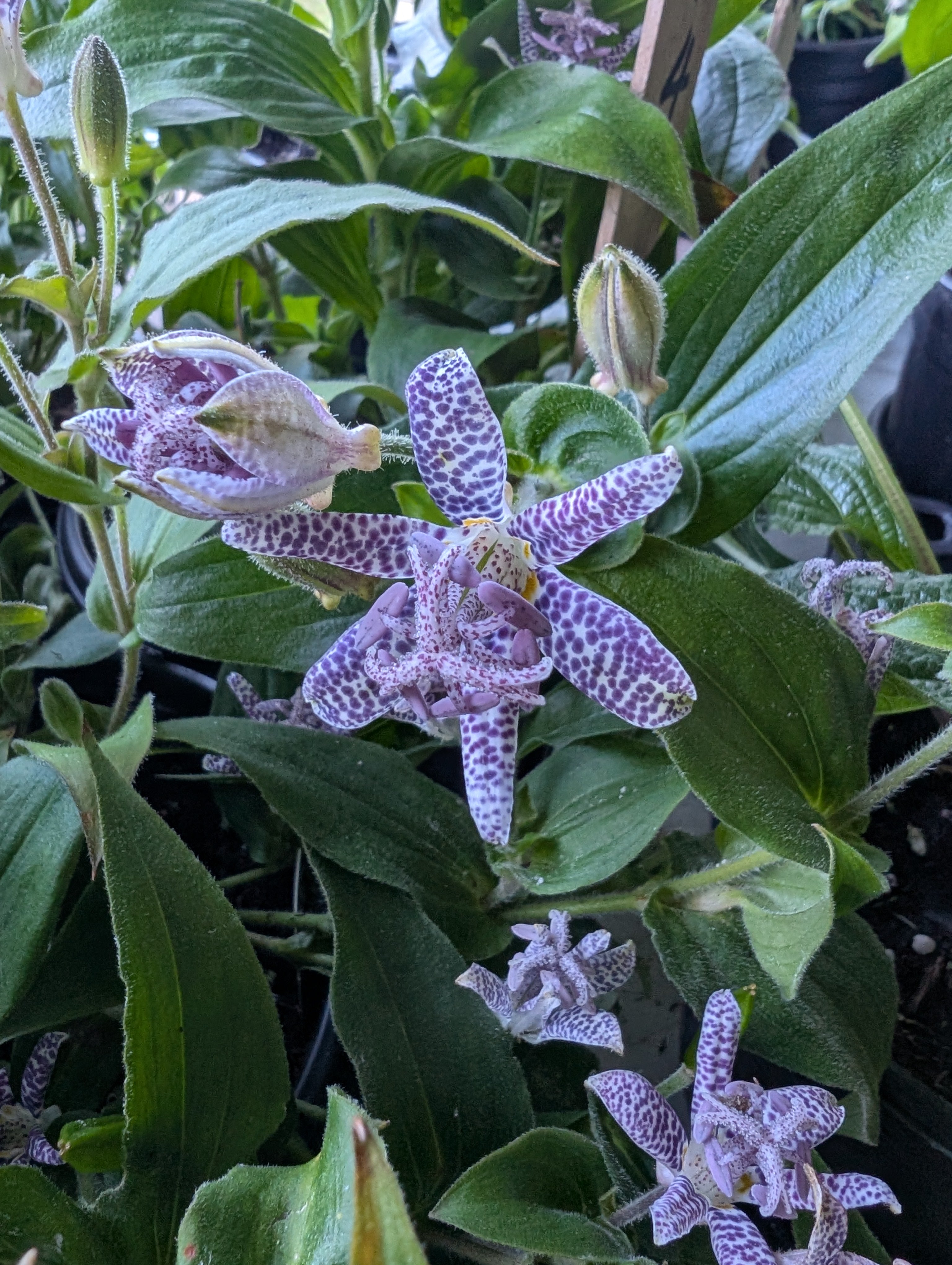 Tricyrtis hirta Japanese Toad Lily Image Credit: Chaz Morenz 20261001