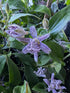 Tricyrtis hirta Japanese Toad Lily Image Credit: Chaz Morenz 20261001