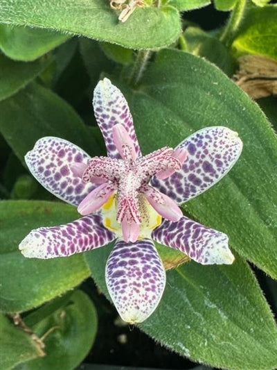 Tricyrtis hirta Japanese Toad Lily Image Credit: Millgrove Perennials