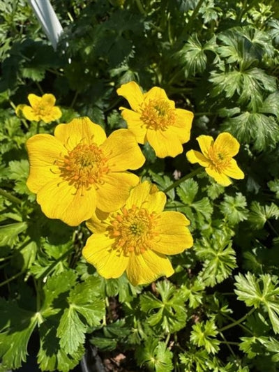 Trollius pumilus Globe Flower Image Credit: Millgrove Perennials