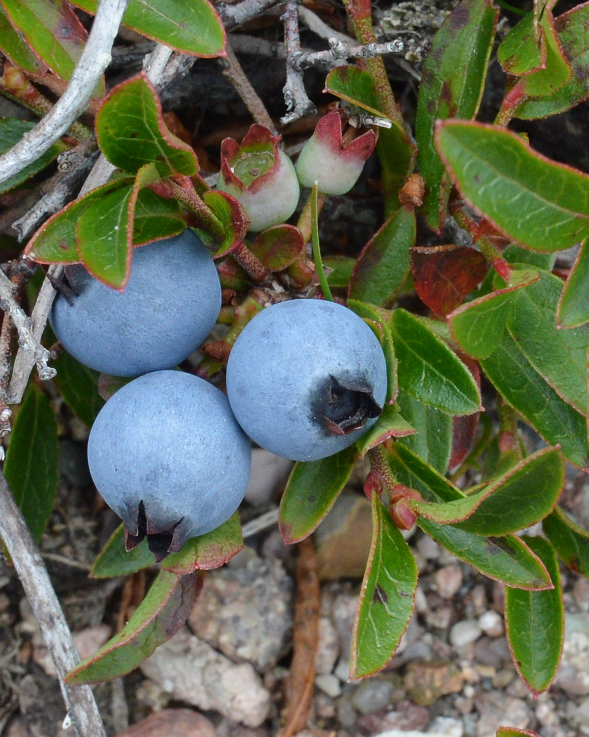 Vaccinium angustifolium Lowbush Blueberry Image Credit: Ryan Hodnett, CC BY-SA 4.0 <https://creativecommons.org/licenses/by-sa/4.0>, via Wikimedia Commons