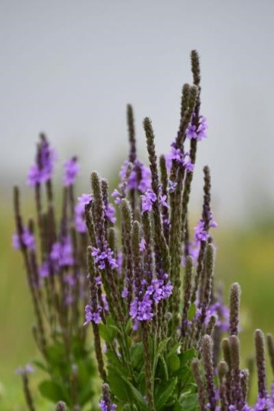 Verbena stricta Hoary Vervain image credit: Prairie Moon