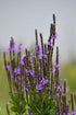 Verbena stricta Hoary Vervain image credit: Prairie Moon