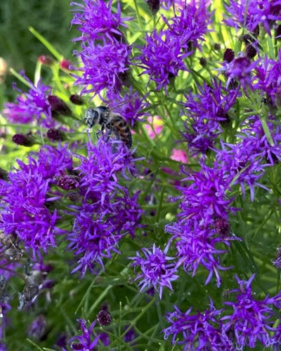 Vernonia x Summer Swan Song Ironweed image credit: Stonehouse Nursery