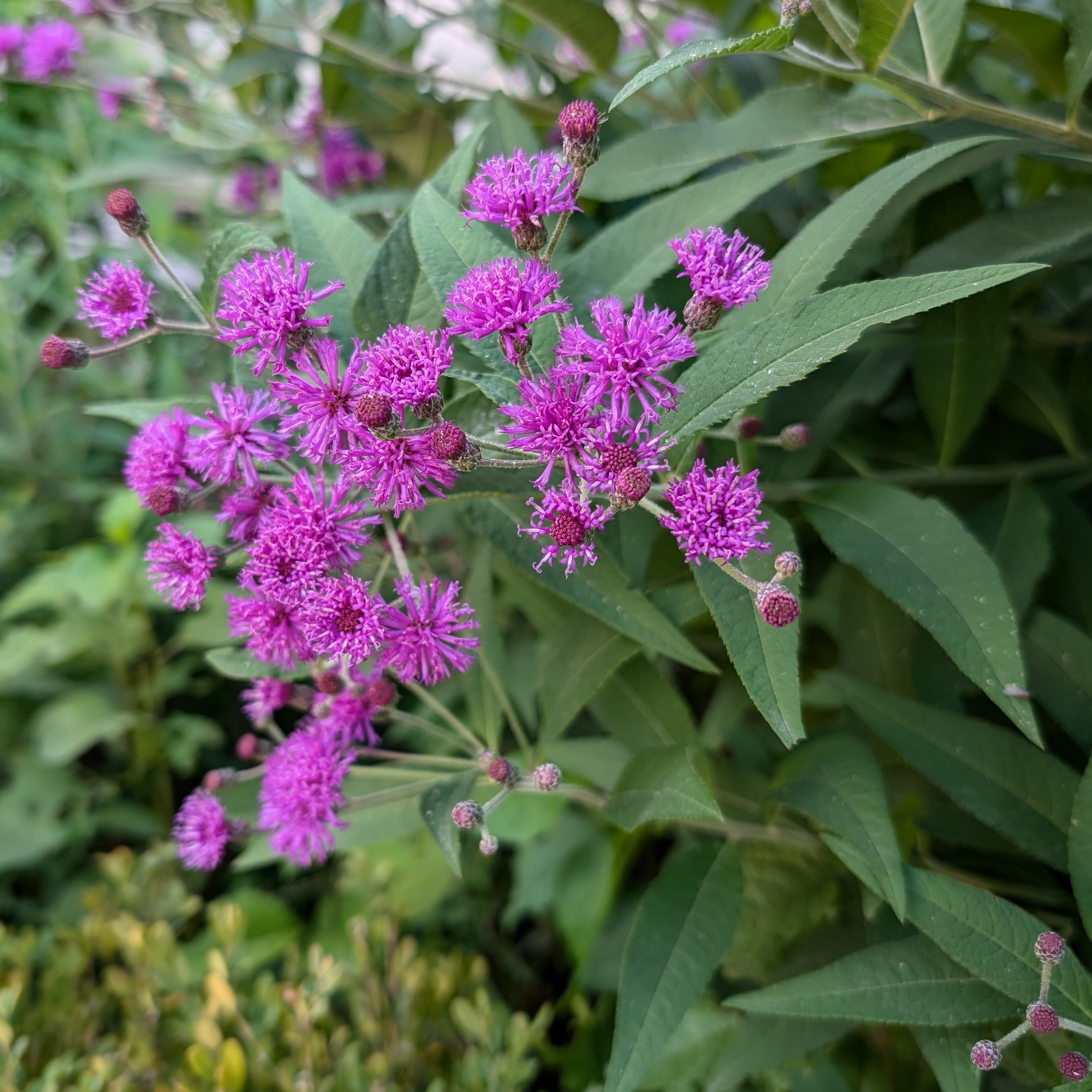 Vernonia noveboracensis New York Ironweed Image Credit: Chaz Morenz 20240822