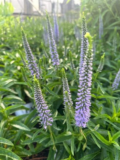 Veronica Magic Show Ever After PW Speedwell Image Credit: Millgrove Perennials