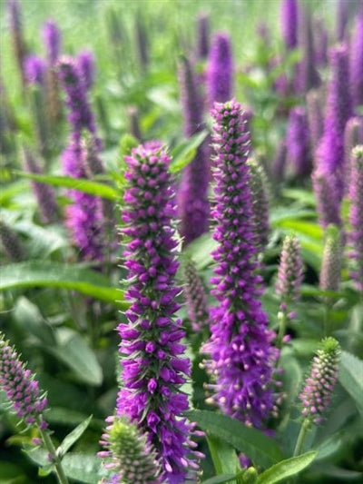 Veronica Magic Show Purple Illusion PW Speedwell Image Credit: Millgrove Perennials