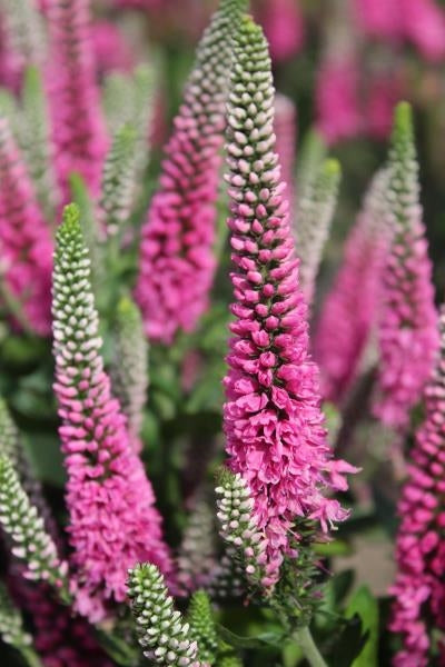 Veronica Pink Candles Speedwell image credit: Ball Horticulture