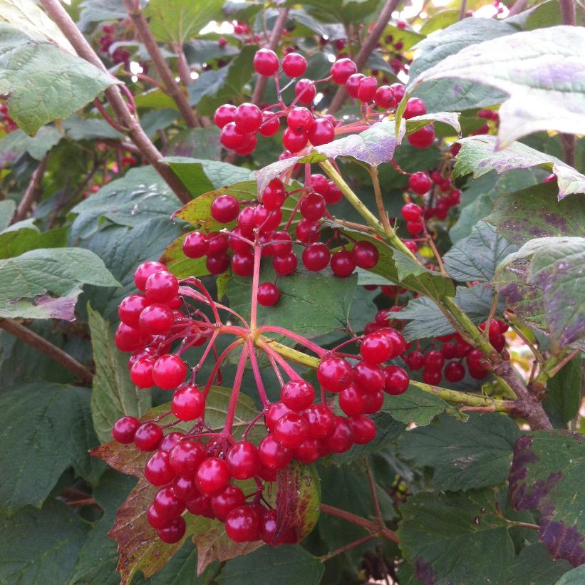 Viburnum trilobum HIghbush Cranberry Berries Image Credit: NVK Nurseries
