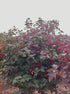 Viburnum trilobum HIghbush Cranberry Shrub Image Credit: NVK Nurseries