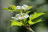 Viburnum trilobum American Highbush Cranberry Image Credit: Cephas, CC BY-SA 4.0 <https://creativecommons.org/licenses/by-sa/4.0>, via Wikimedia Commons