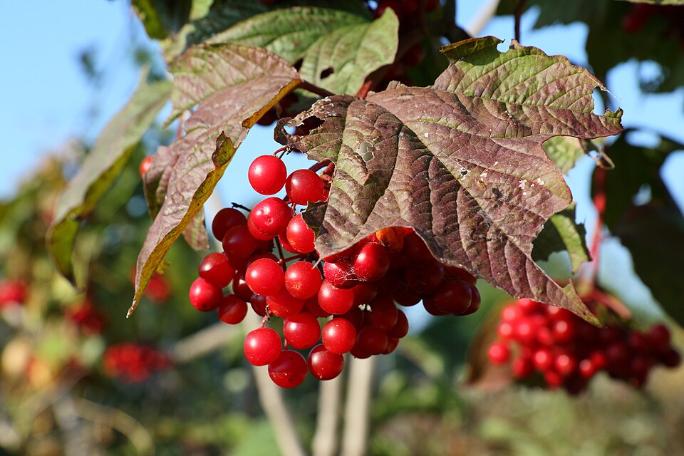 Viburnum trilobum American Highbush Cranberry Berries Image Credit: Cephas, CC BY-SA 4.0 <https://creativecommons.org/licenses/by-sa/4.0>, via Wikimedia Commons