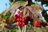 Viburnum trilobum American Highbush Cranberry Berries Image Credit: Cephas, CC BY-SA 4.0 <https://creativecommons.org/licenses/by-sa/4.0>, via Wikimedia Commons