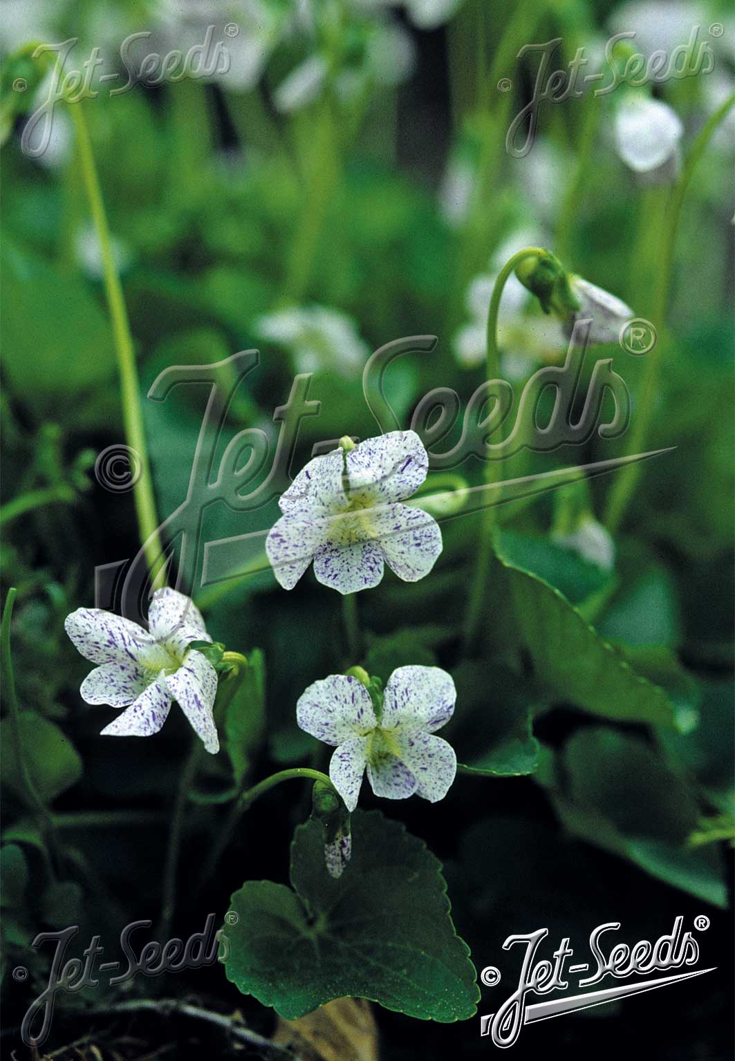 Viola sororia Freckles Violet image credit: Jelitto Seed