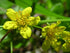 Waldsteinia fragarioides Barren Strawberry image credit: Superior National Forest, CC BY 2.0 <https://creativecommons.org/licenses/by/2.0>, via Wikimedia Commons