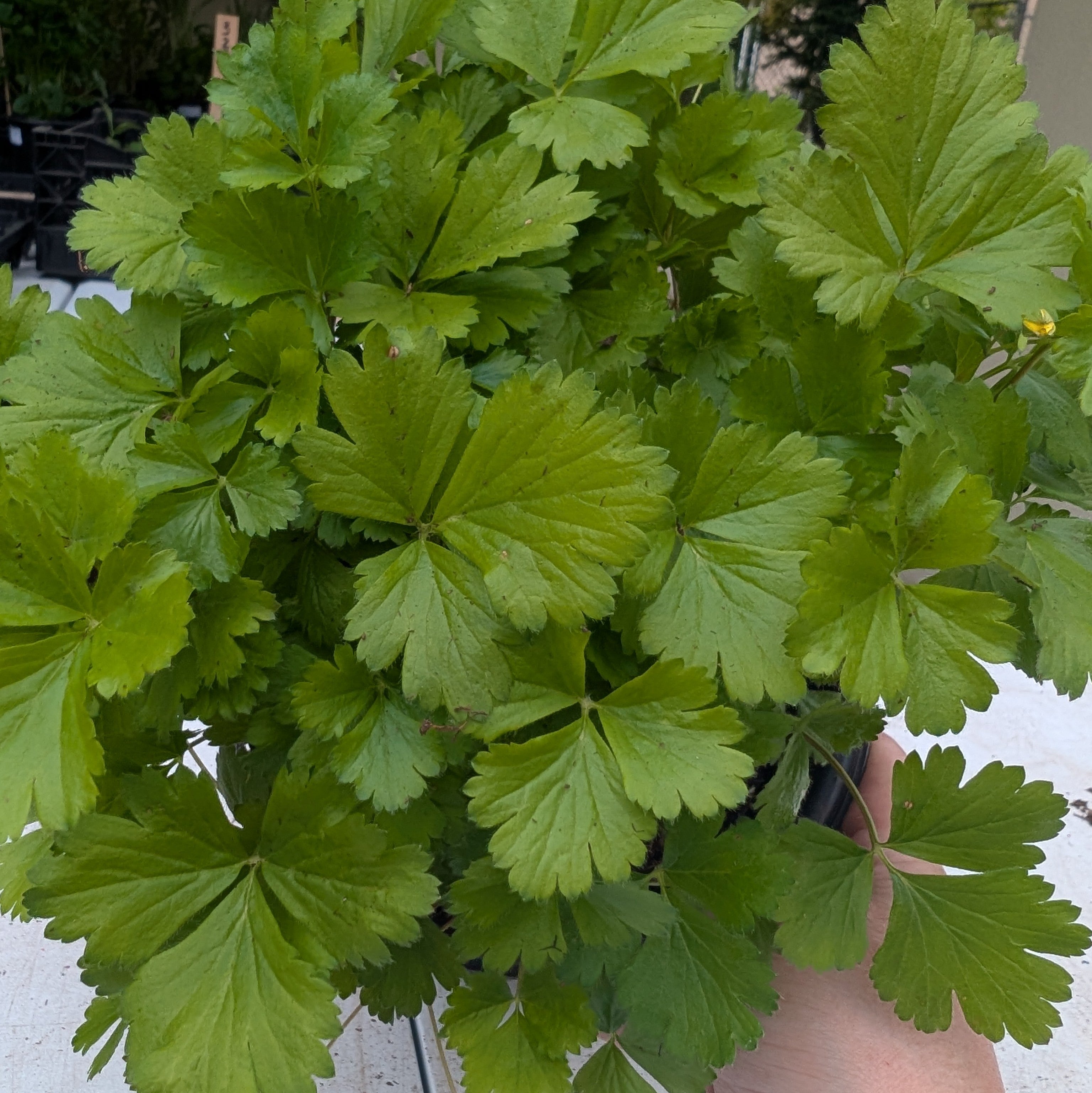 Waldsteinia fragarioides Barren Strawberry Image Credit: Chaz Morenz 20260505