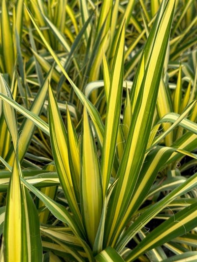 Yucca filamentosa Colour Guard Adam's Needle Image Credit: Millgrove Perennials