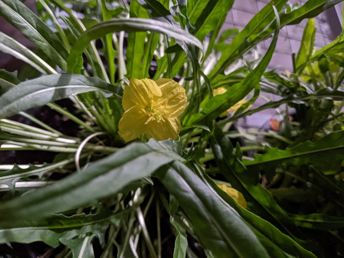 Oenothera acaulis aurea Evening Primrose