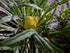 Oenothera acaulis aurea Evening Primrose Image Credit: Chaz Morenz