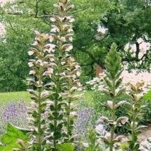 Acanthus mollis Bear's Breeches