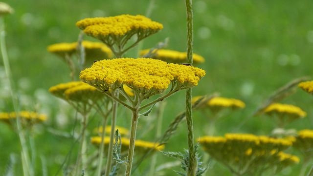 Achillea filipendulina Cloth of Gold Yarrow Image Credit: Mario Kummerer, CC BY-SA 3.0 <https://creativecommons.org/licenses/by-sa/3.0>, via Wikimedia Commons