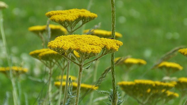 Achillea filipendulina Cloth of Gold Yarrow