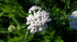 Achillea millefolium Yarrow Image Credit: Millgrove Perennials