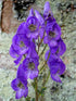 Aconitum carmichaelii arendsii Monkshood Image Credit: Ghislain118 http://www.fleurs-des-montagnes.net, CC BY-SA 3.0 <https://creativecommons.org/licenses/by-sa/3.0>, via Wikimedia Commons