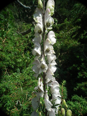 Aconitum napellus Album Monkshood Image Credit: Philippe Tosi, CC BY-SA 2.0 FR <https://creativecommons.org/licenses/by-sa/2.0/fr/deed.en>, via Wikimedia Commons