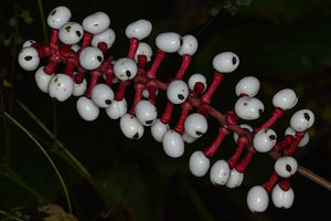 Actaea pachypoda White Baneberry Image Credit: Ryan Hodnett, CC BY-SA 4.0 <https://creativecommons.org/licenses/by-sa/4.0>, via Wikimedia Commons