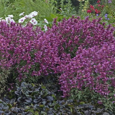 Agastache Rosie Posie Anise Hyssop