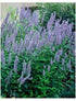 Agastache foeniculum Blue Fortune Anise Hyssop image credit Northcreek Nurseries