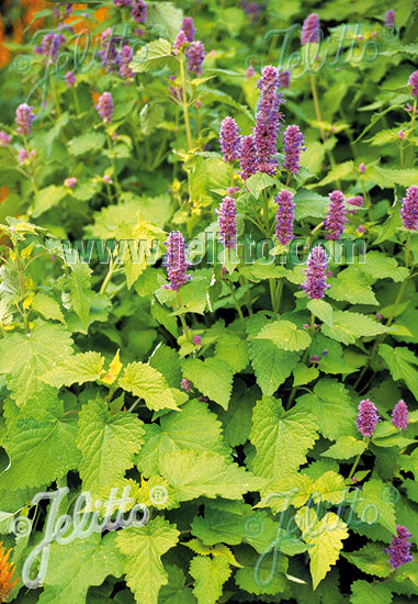 Agastache rugosa Golden Jubilee Anise Hyssop image credit: Jelitto Seed