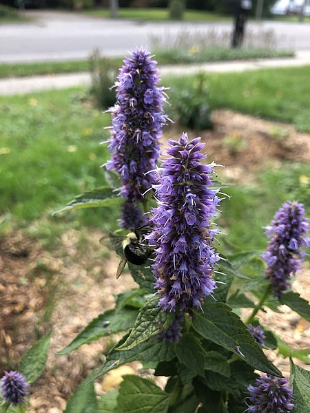 Agastache foeniculum (native plant) Anise Hyssop Image Credit: Guettarda, CC BY-SA 4.0 <https://creativecommons.org/licenses/by-sa/4.0>, via Wikimedia Commons