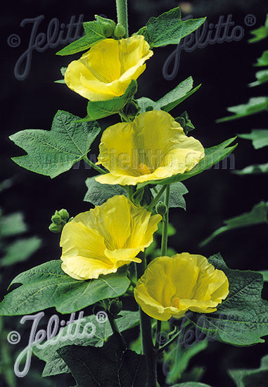 Alcea rosea Sunshine Hollyhocks Image Credit: Jelitto Seed