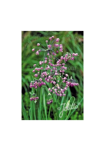 Allium cernuum Hidcote Nodding Onion