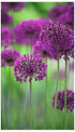 Allium hollandicum Purple Sensation Ornamental Onion image credit crocus.co.uk