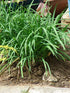 Allium tuberosum Garlic Chives Image Credit: Forest & Kim Starr, CC BY 3.0 <https://creativecommons.org/licenses/by/3.0>, via Wikimedia Commons