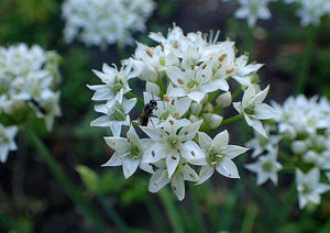 Allium tuberosum Garlic Chives Image Credit: Krzysztof Ziarnek, Kenraiz, CC BY-SA 4.0 <https://creativecommons.org/licenses/by-sa/4.0>, via Wikimedia Commons