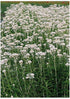 Anaphalis margaritacea New Snow Pearly Everlasting image credit Seed Man