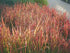 Andropogon gerardii Red October Blue Stem image credit Norview Gardens