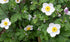 Anemone hybrid Elfin Swan Windflower image credit Creekhill Nursery