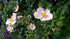 Anemone tomentosa Robustissima Windflower Image Credit: Millgrove Perennials